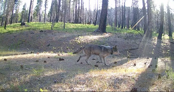 wolf