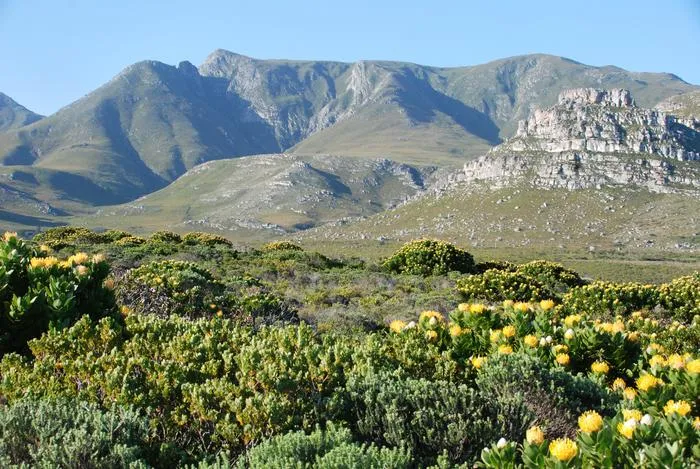 Kogelberg Nature Reserve, Western Cape, South Africa