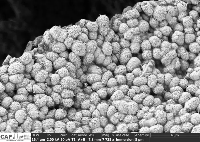New species of soil bacterium - Dedyshia acidiphilia