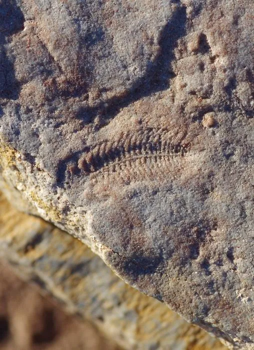 Spriggina floundersi fossil (2)