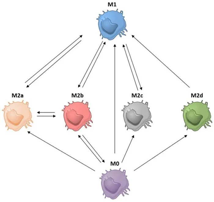 Macrophage diversity influences long-term graft survival