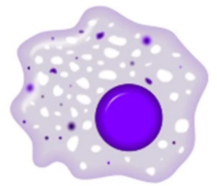 Macrophages drive chronic solid organ transplant rejection