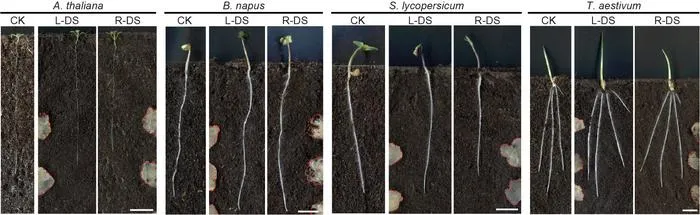 Roots do not bend away from rotten chicken