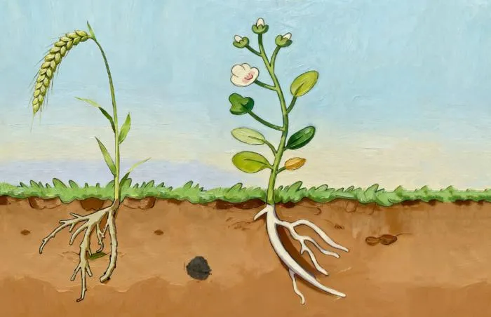 Roots bend away from decaying plant material