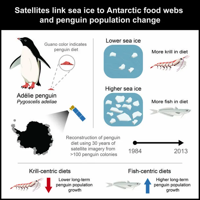 Penguin diet graphic