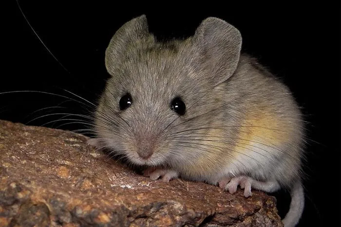 Andean leaf-eared mouse