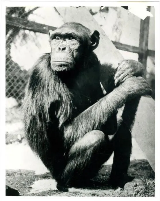 Chimpanzee named Sultan