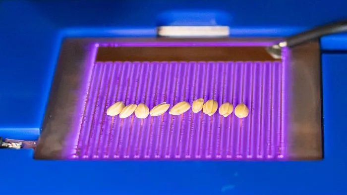 Low temperature plasma surface seed treatment