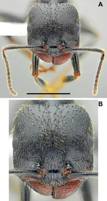 Messor odrysarum, major worker