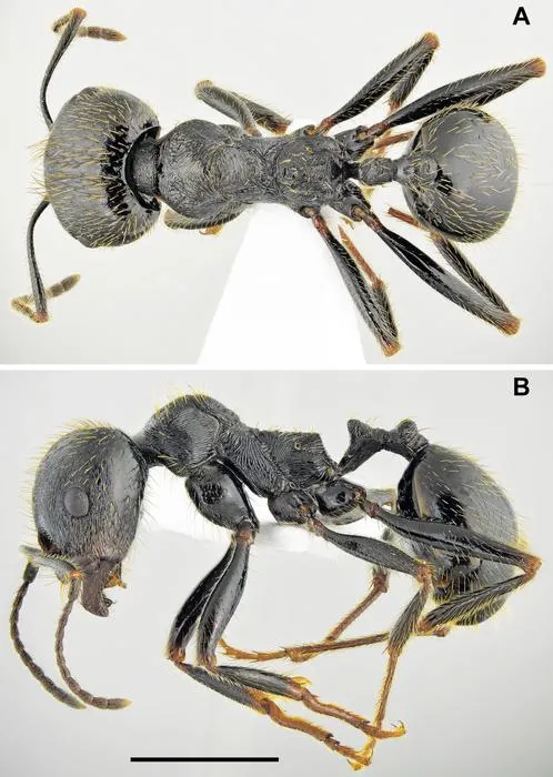Messor odrysarum, major worker