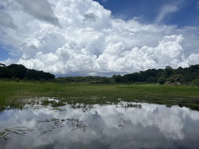 Amazon wetlands