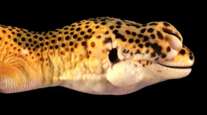 Lemon Frost gecko with tumours