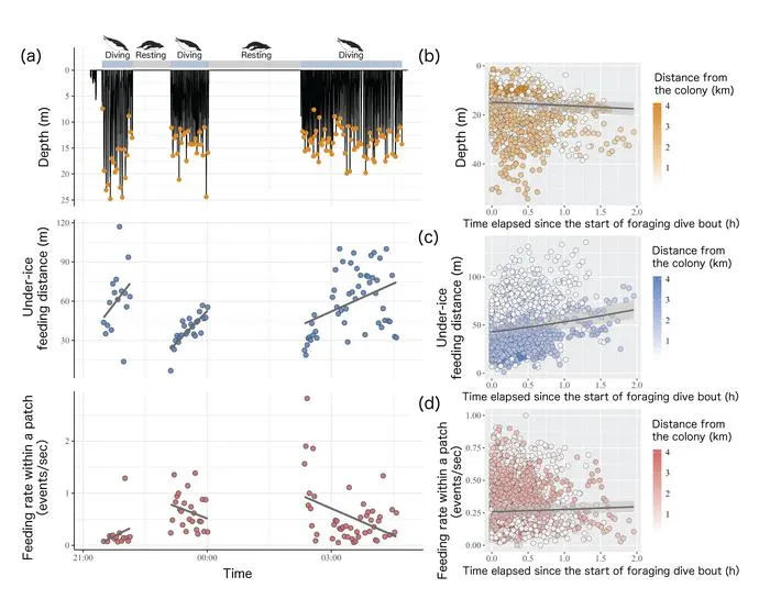 Changes in penguin foraging behavior during repeated dives