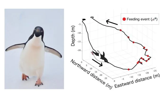 Three-dimensional dive path
