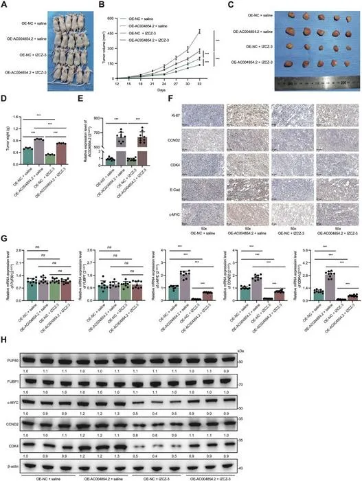 AC004854.2 enhances tumorigenesis in colorectal cancer xenografts through c-MYC-dependent mechanisms.