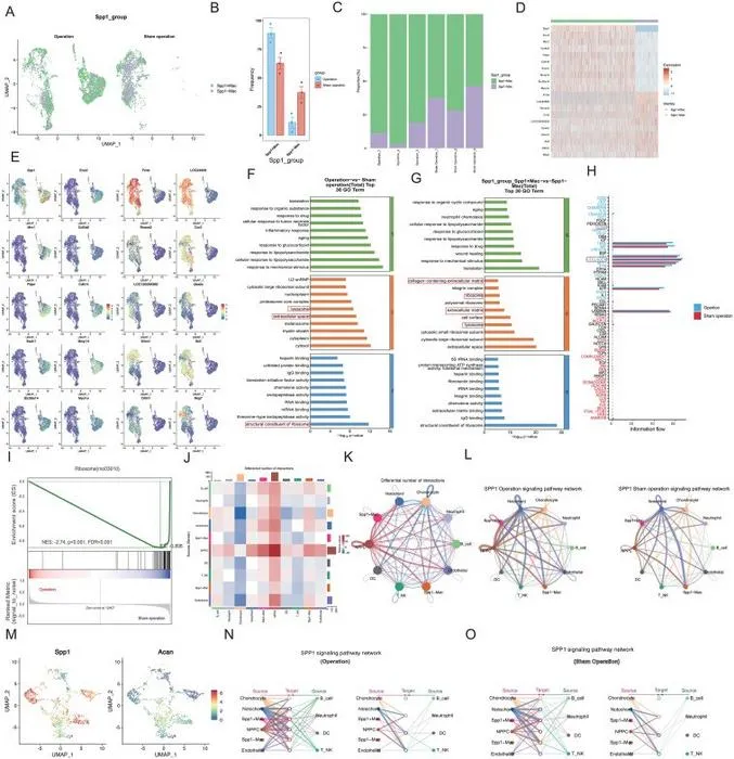 Single-cell RNA sequencing identifies SPP1+ macrophages in degenerating intervertebral discs