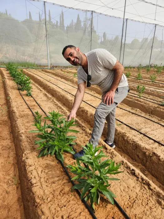 Almog Ozeri with the Safflower plants. The future of dairy proteins