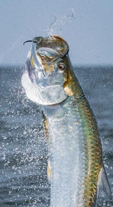 A new USF study sheds light on feeding patters of iconic tarpon sportfish 2