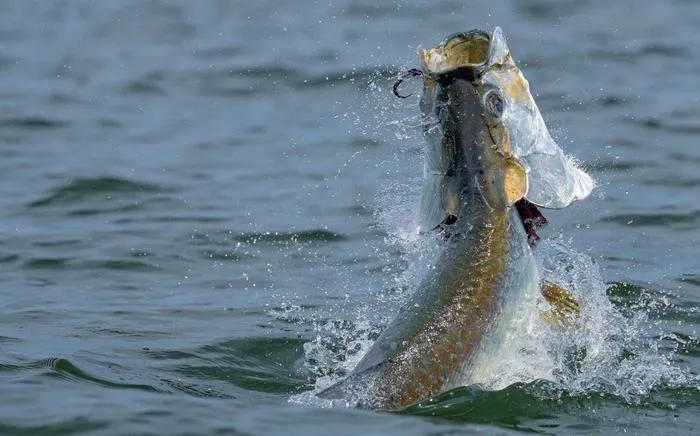 A new USF study sheds light on feeding patters of iconic tarpon sportfish 3
