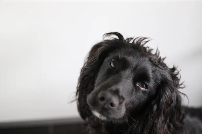UoSSpaniel