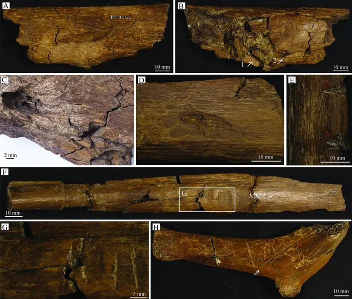 Identification of tooth traces from a Cretaceous (Maastrichtian) Edmontosaurus annectens bonebed in the Lance Formation, Wyoming, U.S.A.