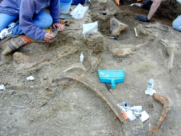 Identification of tooth traces from a Cretaceous (Maastrichtian) Edmontosaurus annectens bonebed in the Lance Formation, Wyoming, U.S.A.
