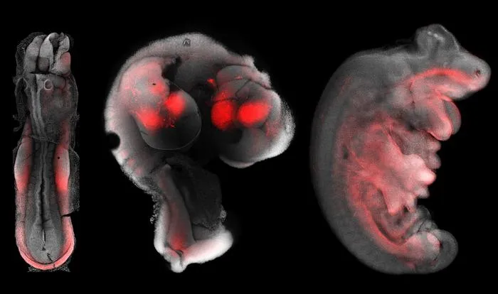 ​Progression of limb development in a dunnart embryo over three days