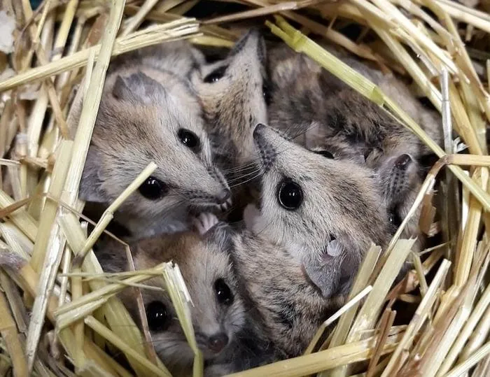 A group of dunnarts