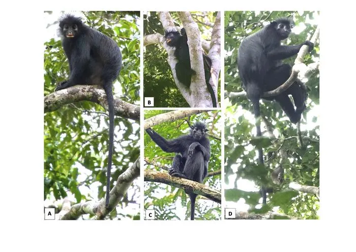 Colobus Comparisons