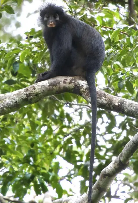 C. Congoensis