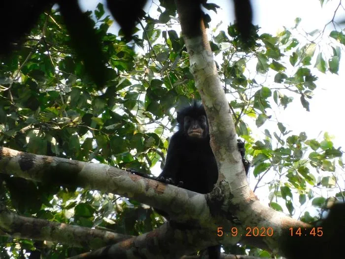 C. Congoensis