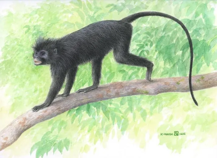 Likweli: A remarkable new species of Colobus monkey from the Lomami National Park, Democratic Republic of Congo