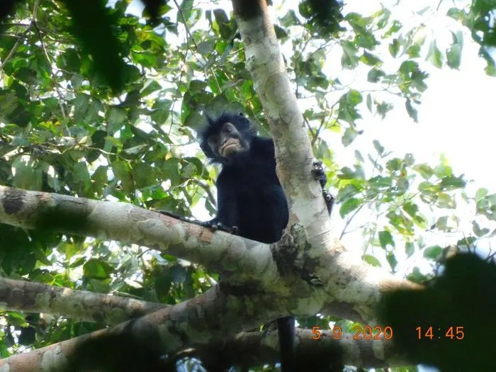 Likweli: A remarkable new species of Colobus monkey from the Lomami National Park, Democratic Republic of Congo