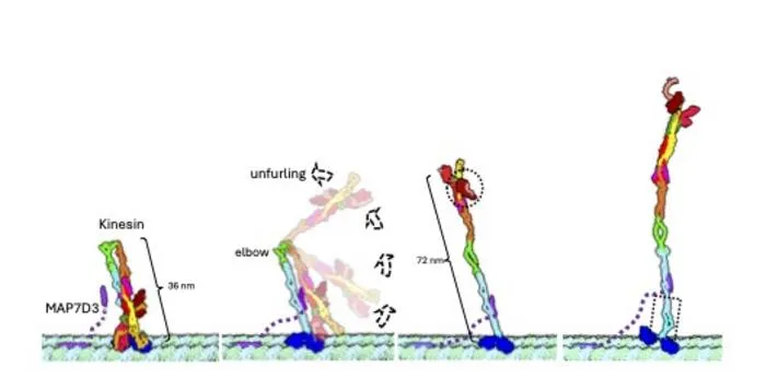 kinesin-1 protein structure unfolding illustration