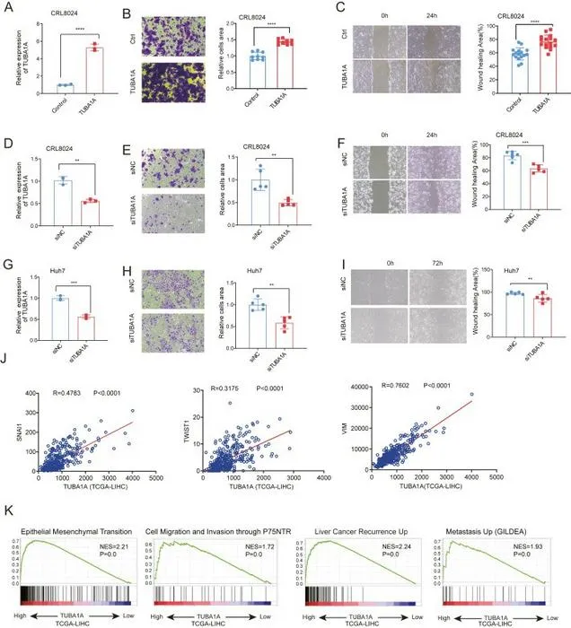 TUBA1A plays a key role in regulating HCC cell motility.