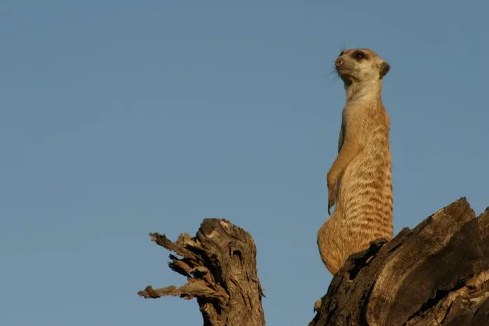 Meerkat on watch