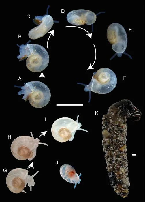 Live specimens of Cyllena hermes