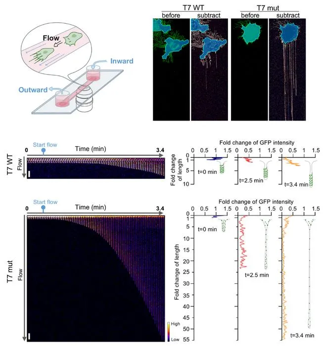 Fig.3