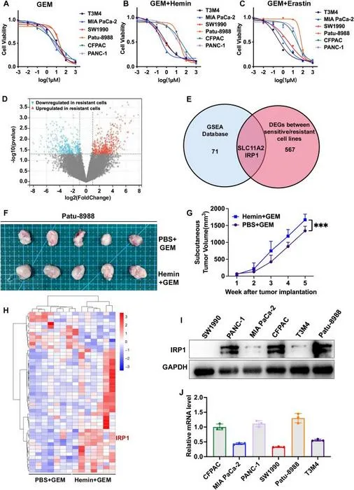 IRP1 is associated with ferroptosis and drug resistance in PCa cells.