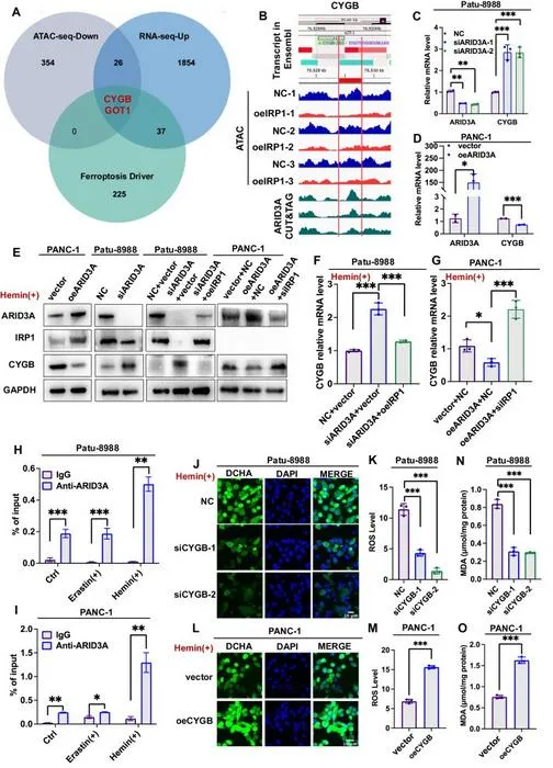 IRP1 and ARID3A reduce the chromatin accessibility of the CYGB promoter region and inhibit CYGB expression.