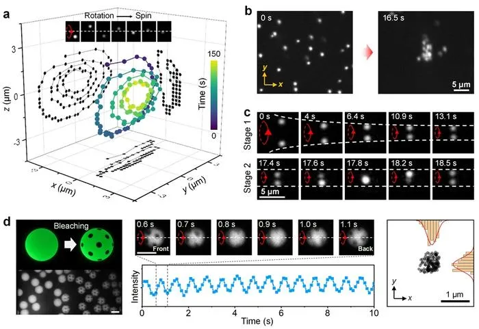 Figure 2. 3D helical TVFs enable stable out-of-plane rotation and stationary spinning of microparticles in high-viscosity environments.