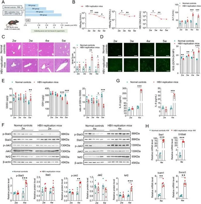 Hepatic ROS levels and Jak2/Stat3 activity were increased simultaneously at the early stage of liver inflammation in a persistent HBV-replication mouse model