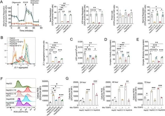 Mitochondrial OXPHOS dysfunction and excess ROS accumulation in HBV-replication hepatoma cell lines