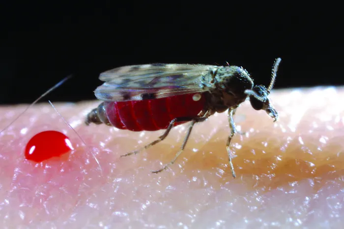 A Culicoides biting midge after a blood meal
