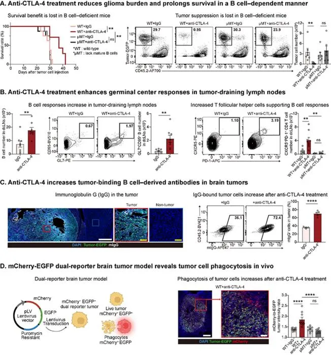 KAIST Uncovers the “Hidden Key” to Immunotherapy for Intractable Brain Tumors