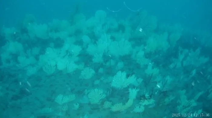 Image 2 of the reef