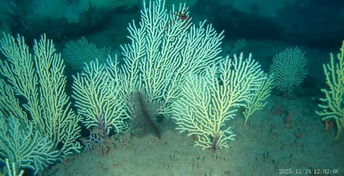 Image 1 of the reef