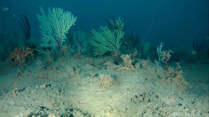 Image 4 of the reef