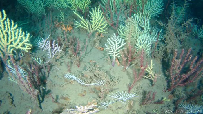 Image 3 of the reef
