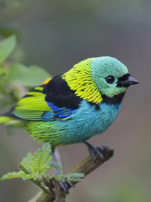 Green-headed tanager